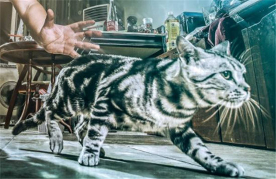 ng家的猫分手了吗 ng家的猫恰饭