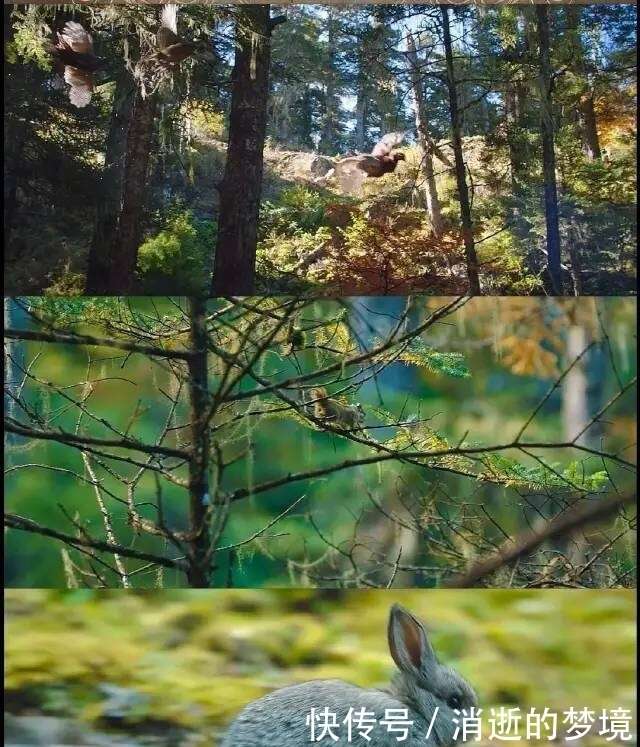 景甜在《司藤》中的细眉可谓是神来之笔，景甜的仪态也值得开班啊