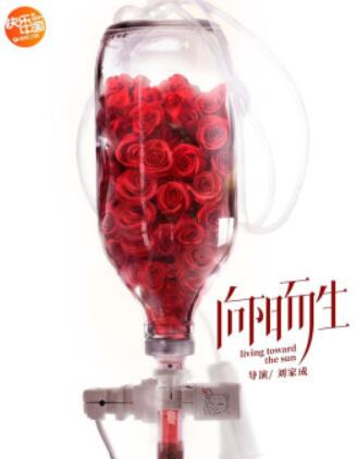 向阳而生